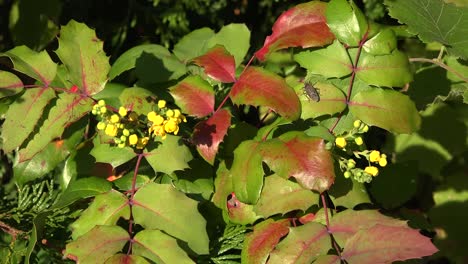 Nature-Insects-And-Oregon-Grape-Flowers