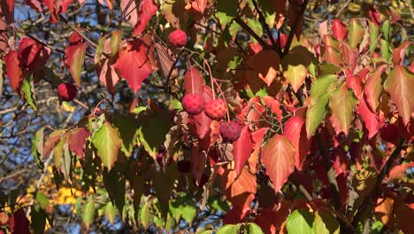 Nature-Autumn-Colors-On-Shrub-With-Balls