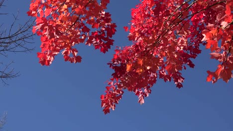 Natur-Blauer-Himmel-Mit-Roten-Blättern