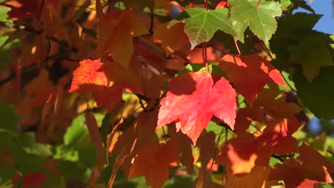 Natur-Leuchtend-Rote-Blätter-Im-Herbst