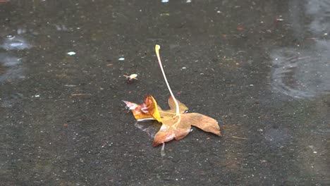 Nature-Dead-Leaf-Floating-In-The-Rain