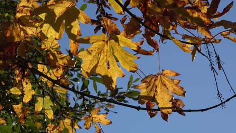 Naturdetail-Aus-Gelben-Blättern-Und-Blauem-Himmel