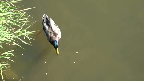 Nature-Looking-Down-On-Eating-Duck