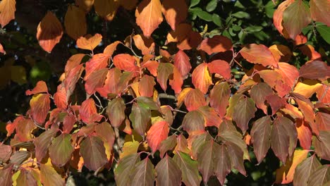 Nature-Multicolored-Fall-Leaves