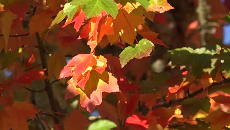 Nature-Red-And-Yellow-Leaves