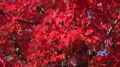 Nature-Red-Leaves-In-The-Breeze