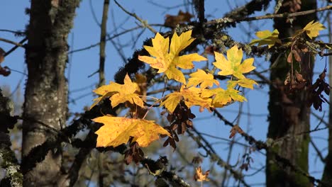 Nature-Yellow-Maple-Leaves-And-Dry-Seeds