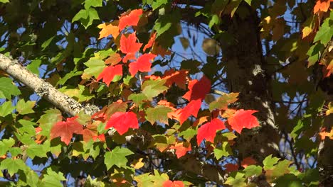 Die-Natur-Zoomt-Auf-Das-Herbstlaub
