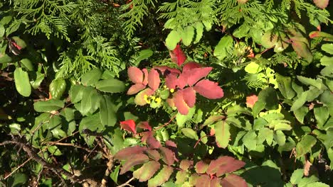 Nature-Zooms-On-Oregon-Grape-Flower-In-Fall