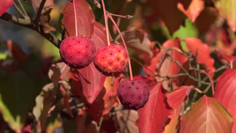 Die-Natur-Zoomt-Aus-Roten-Herbstblättern-Und-Kugeln-Heraus