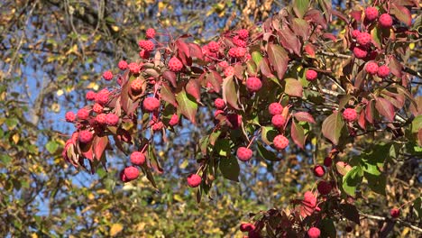 Die-Natur-Zoomt-Zu-Roten-Kugeln-Auf-Einem-Herbstbaum