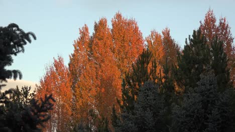 Oregon-Aspen-In-Golden-Sunset-Luz