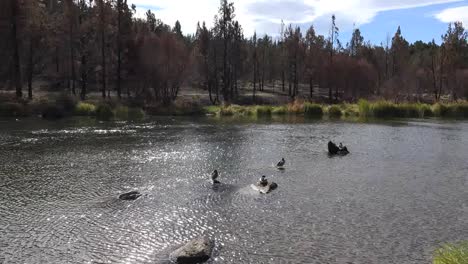 Oregon-Ducks-And-Sparkles-In-The-Deschutes-River