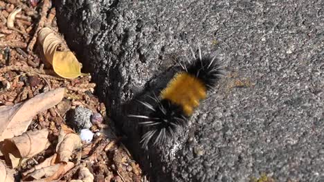Oregon-Orange-And-Black-Caterpillar-Tilt