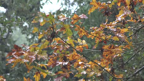 Oregon-Rain-On-Fall-Leaves