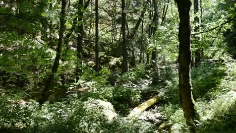 Oregon-Woods