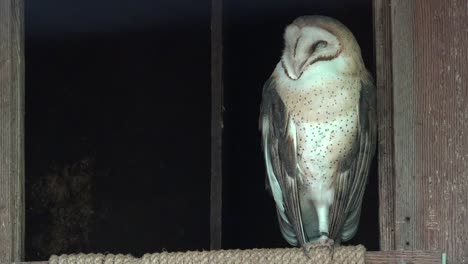 Washington-Barn-Owl