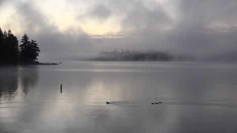 Washington-Ducks-In-Morning