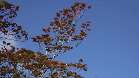 Washington-Fall-Leaves-And-Blue-Sky