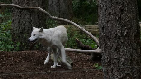 Weißer-Wolf-Schüttelt-Sich