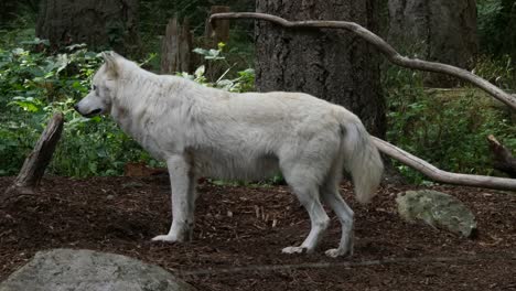 Weißer-Wolf-Steht-Im-Wald