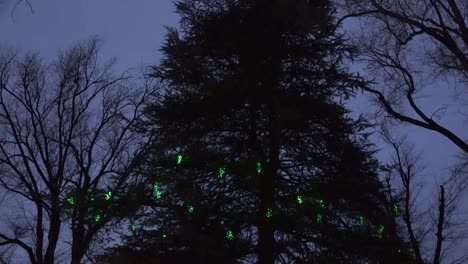 Arizona-Blinking-Lights-On-Tree-Zooms-In