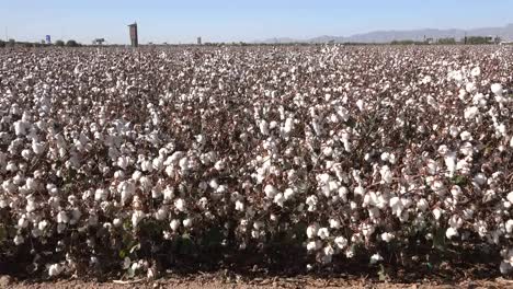 Arizona-Cotton-Field-View