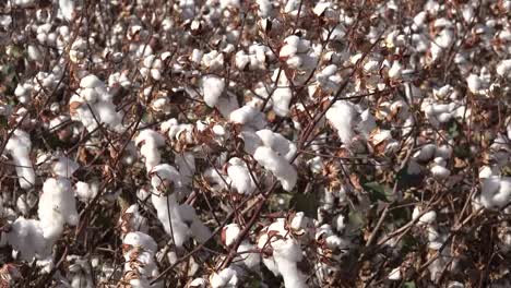 Arizona-Cotton-Field-Zooms-Out