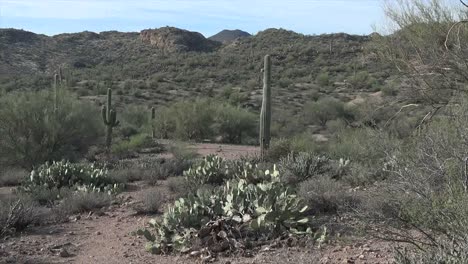 Arizona-Wüstenszene-Pfanne-Links