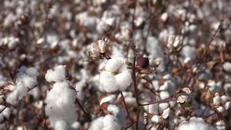 Arizona-Lovely-Cotton-Boll-Zooms-Out