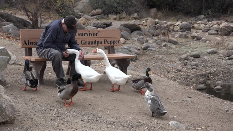 Arizona-Man-Feeds-Ducks-And-Geese-Sound