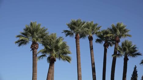 Arizona-Palmen-Und-Blauer-Himmel-Blue