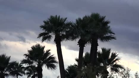 Arizona-Palmen-Und-Dramatischer-Himmel-Dramatic
