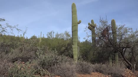 Escena-De-Arizona-Con-Cactus