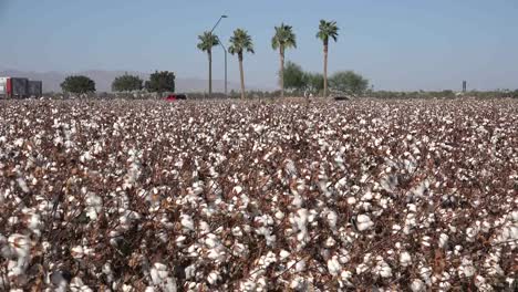Arizona-Zooms-From-Palms-To-Cotton-Field