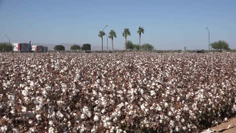 Arizona-Zooms-Out-To-View-Of-Cotton-Field-With-Palms