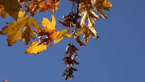 Autumn-Big-Leaf-Maple-Leaves-And-Seeds-Pan