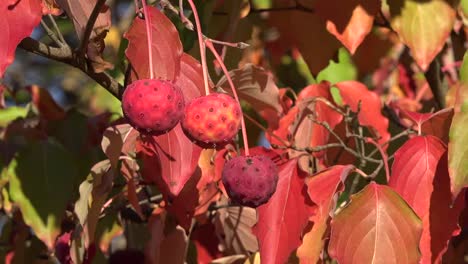 Autumn-Red-Balls-On-Shrub-Pan