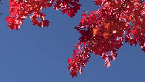 Herbstrote-Blätter-Und-Blauer-Himmel
