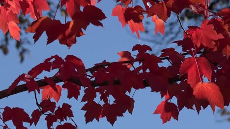 Herbstrote-Blätter-Im-Wind