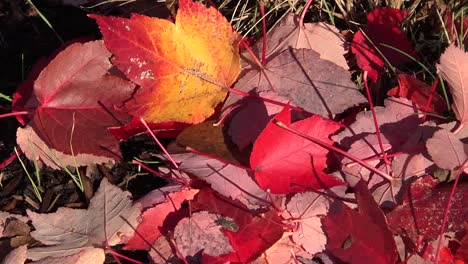 Autumn-Red-Leaves-On-Ground-With-Insect-Pan