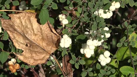 Herbst-Weiße-Beeren-Und-Tote-Blattpfanne