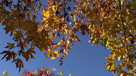 Autumn-Yellow-Leaves-Against-Blue-Sky-Pan