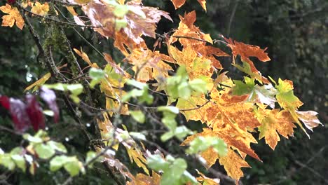 Autumn-Yellow-Leaves-In-The-Rain-Pan