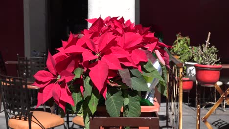 Christmas-Poinsettia-Zoom-In