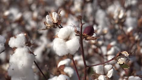 Cotton-Boll-Ripe-With-Bud