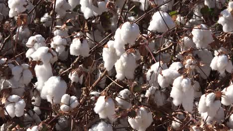 Cotton-Bolls-In-Field