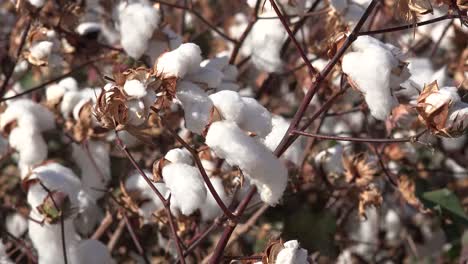 Cotton-In-Wind
