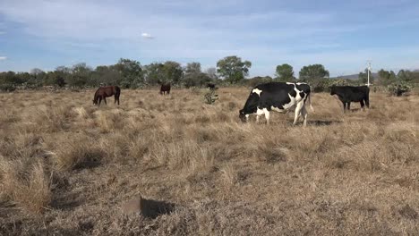 Mexiko-Jalisco-Kühe-Weiden