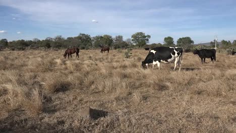 Mexico-Jalisco-Livestock-Near-Rancho